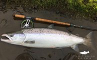 Freshly run salmon from Laxa i Adaldal. 101 cm