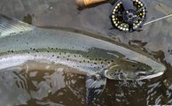 Freshly run salmon from River Hofsa