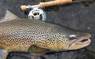 Some times a brown trout can be a fantastic side catch