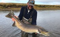 Females in this size is extremely rare in Iceland. Actually salmon in this size are extremely rare in Iceland. 111 cm from River Vididalsa 2017.