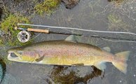 Big fish on small fly, typical Icelandic