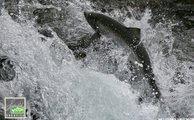 Salmon on the run on River Miðfjarðará
